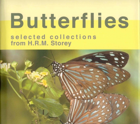 butterflies butterflies